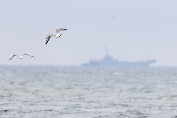 Seagulls flying in front of a warship, dynamic coastal and nature shooting.
