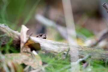Common toad looking over a branch on the forest floor, detailed wildlife macro in natural light.