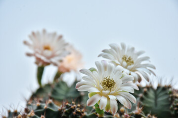 Obraz premium Small cactus collection succulent plant in mini pots, selective focus. Mini cactus in pot concept.
