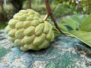 Light green sugar-apple (custard apple) freshly picked with its stem and leaves, isolated on a clean background, highlighting natural texture and tropical freshness