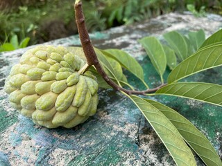 Light green sugar-apple (custard apple) freshly picked with its stem and leaves, isolated on a clean background, highlighting natural texture and tropical freshness