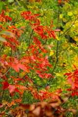  Termessos (Greek Τερμησσός Termēssós), also known as Termessos Major (Τερμησσός ἡ μείζων), was a Pisidian city built at an altitude of about 1000 metres at the south-west side of Solymos Mountain