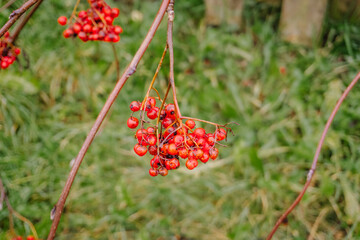 Vibrant clusters of red berries hanging from thin branches amidst lush green grass, showcasing the beauty of nature and seasonal changes in a serene outdoor environment