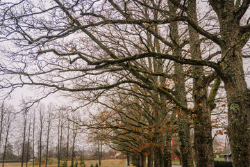 Naklejka premium Leafless trees with intricate branches line a tranquil pathway, creating a serene atmosphere in a natural landscape during the late autumn season, inviting reflection and calmness