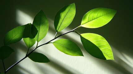 Vibrant Green Leaves on a Branch Backlit by Sunlight, Creating Natural Patterns