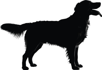Black silhouette of golden retriever dog breed on white background eps
