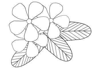 Adenium flower line drawing