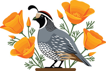 California quail bird with orange poppy flowers, vector illustration of state symbols and nature wildlife, isolated
