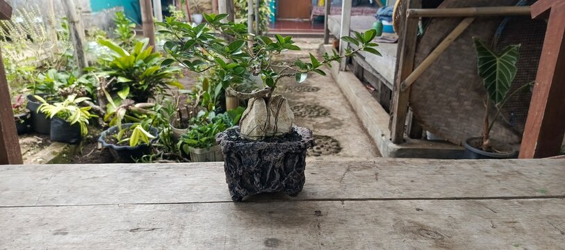Another one is a native Indonesian sancang tree that is made with our own work, made into a bonsay that has high artistic value because it requires time and high precision.