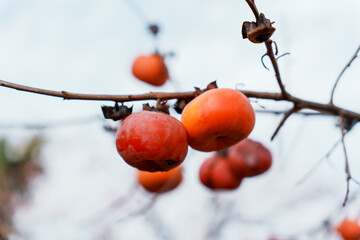 A pair of vivid Rendaiji persimmons left on a bare branch, signaling the end of autumn and the arrival of winter in the Japanese countryside.