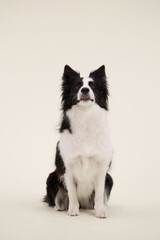 Two symmetrical poses of Border Collie facing forward on cream backdrop. Both dogs are sitting still with identical expression.