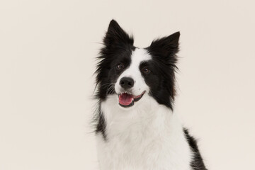 Closeup of smiling Border Collie with soft cream background. Dog has tongue out and ears perked in...