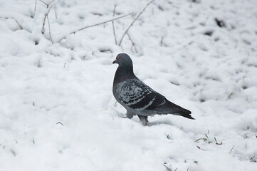One grey pigeon walking on snow . Wild birds,animals in winter , fauna protection.