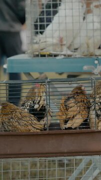 Vertical Screen: Sebright chickens are displayed in cages at a lively bird market, showcasing their unique colors and patterns. The atmosphere is filled with excitement from the visitors.