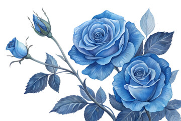 Rose bloom and bud illustration in blue, isolated on transparent background. Rose flower PNG.