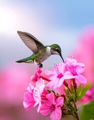 Fototapeta premium A tiny hummingbird hovers, its beak poised to sip nectar from vibrant pink blossoms, a moment of nature's beauty captured