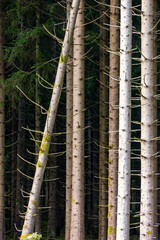 Spruce tree trunks in a dark forest