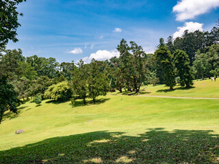 Fototapeta premium Wide tropical park landscape with trees on sloping ground and bright sunlight, great for travel and nature background design