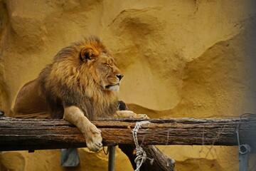 The lion is lying on a wooden platform. Zoo. Autumn time.