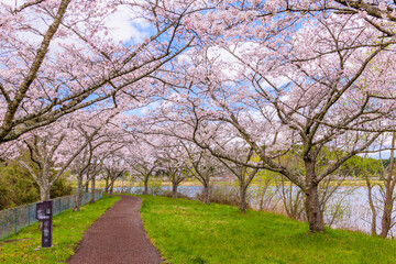 Obraz premium 春 桜と青空 宮城県平筒沼(びょうどうぬま)を歩く 