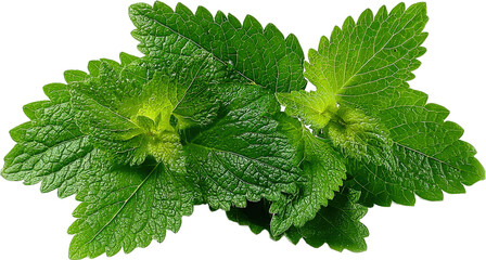 Fresh green lemon balm leaves with vibrant natural appearance