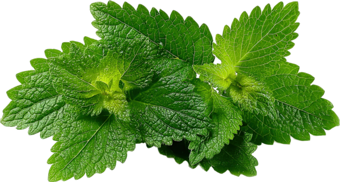 Fresh green lemon balm leaves with vibrant natural appearance