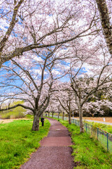 春　桜と青空　宮城県平筒沼(びょうどうぬま)を歩く
