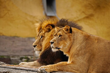 A lion and a lioness on a wooden platform. Zoo. Autumn time.