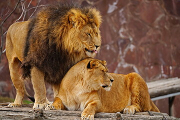 A lion and a lioness on a wooden platform. Zoo. Autumn time.