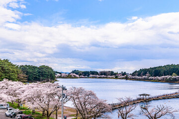 Obraz premium 春 桜と青空 宮城県平筒沼(びょうどうぬま)を歩く 