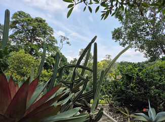 Tall, sculptural cacti stand guard in the foreground, their green forms contrasting with the dense, leafy trees and cloudy sky behind them