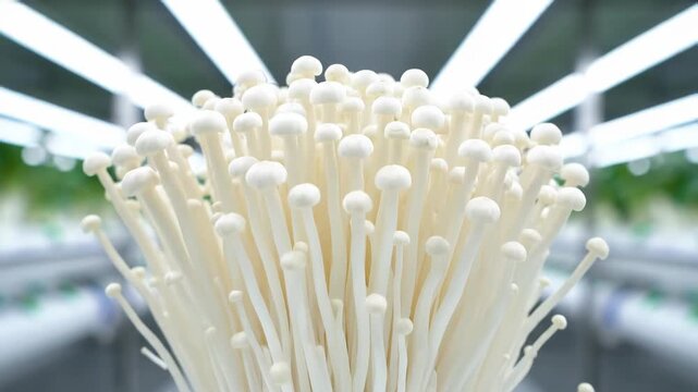 Enoki Mushrooms in Controlled Environment