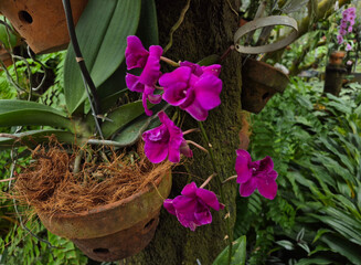 Delicate orchids bloom gracefully among lush green leaves and gnarled branches in a sunlit garden.