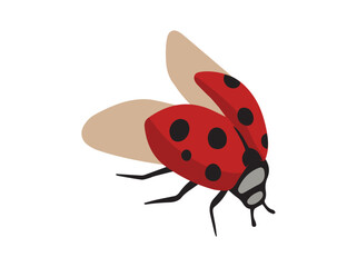 Ladybug Beetle Animal Clip Art 
