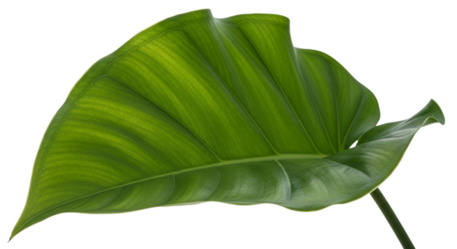 a green tropical leaf isolated on a transparent background. Perfect for natural, botanical, plant, and eco-friendly design concepts.
