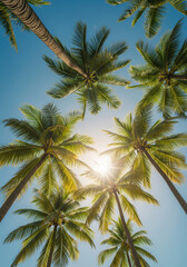 Fototapeta premium Coconut palm trees looking up at bright sunburst in blue sky