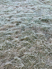 Winter Morning Frost on Grass Blades