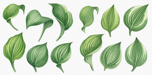 Collection of various green Hosta leaves with different shapes, textures, and variegation on a transparent background.
