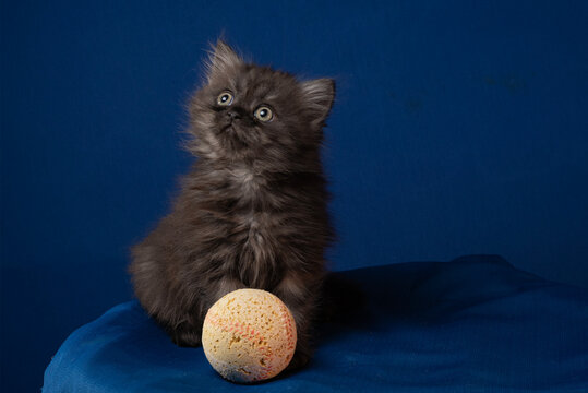 The image of shows a beautiful Skottish kitten.
