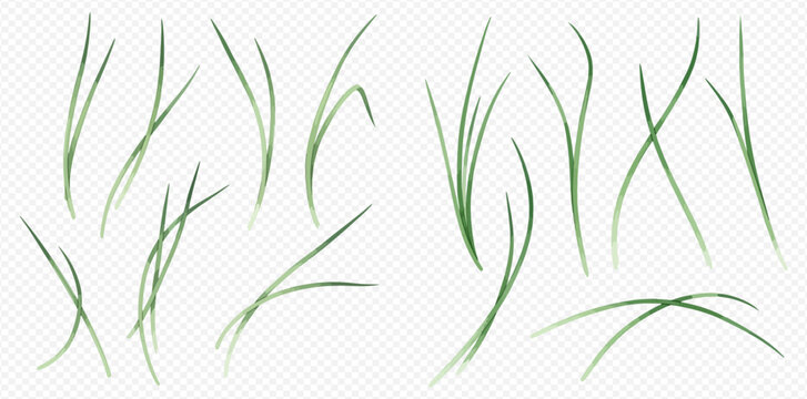 Illustration of several blades of green grass on a transparent background.
