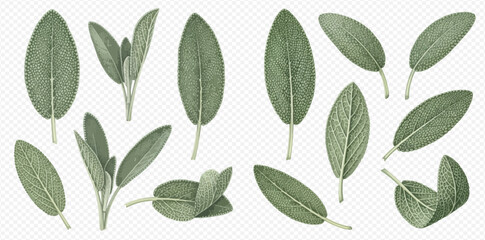 Sage leaves, various arrangements, isolated on transparent background.