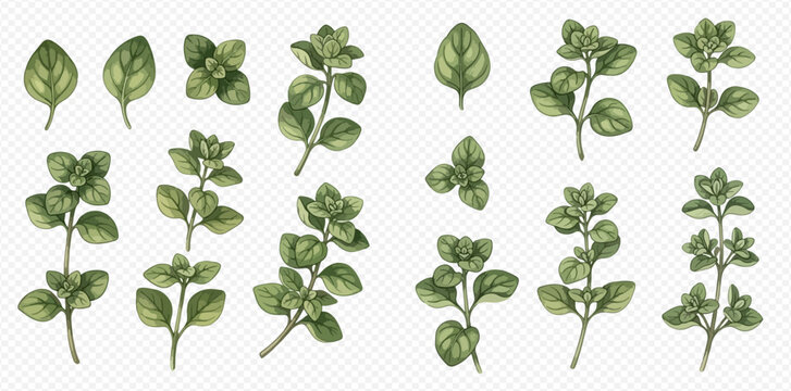 Watercolor illustration of oregano plants and leaves on a transparent background.