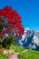 Beautiful village of Grindelwald, Switzerland