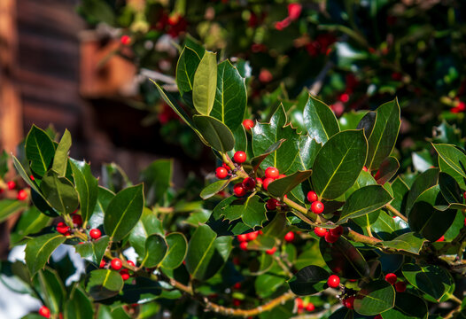 Autumn holly trees in the beautiful village