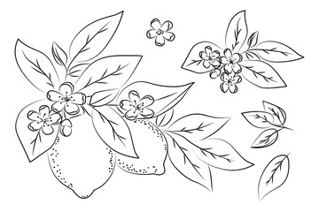 Lemon branch gracefully adorned with blossoms and leaves in a detailed vector illustration. The intricate line art highlights the elegance of citrus fruit and floral elements.