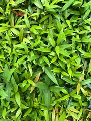 Naklejka premium Vibrant Green Leaves and Orange Shoots Texture Natural Plant Background