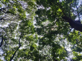 A mesmerizing low-angle view showcases a lush green tree canopy, with sunlight filtering through the dense leaves, creating a dappled light effect.