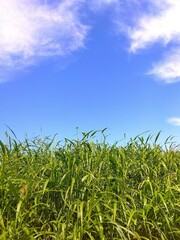 Obraz premium 除草されてもすぐに生えてくる秋の放水路土手のセイバンモロコシの若葉