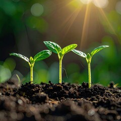 Sprouts emerge from soil in sunlight