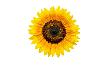 Single mature sunflower bloom centered against a deep black background